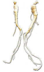 ginseng-root-250.png